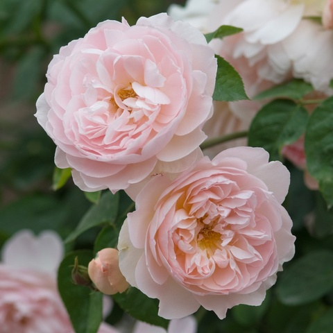 صورة رأس OnlyFans mszodah