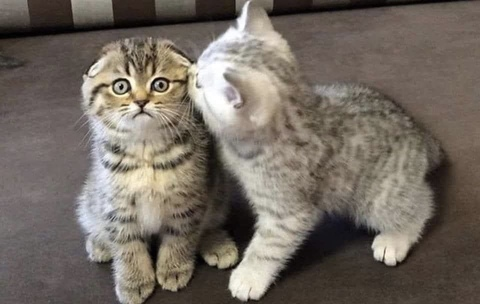 صورة رأس OnlyFans nanaaqb