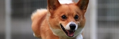 Immagine di copertina OnlyFans natsugamisummer