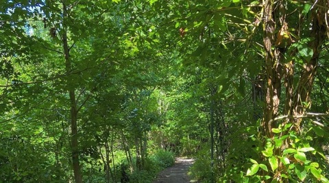 Immagine di copertina OnlyFans naturabody