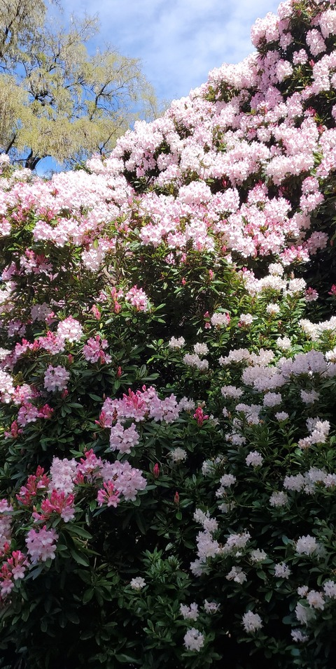 Изображение шапки OnlyFans nova_bluexo