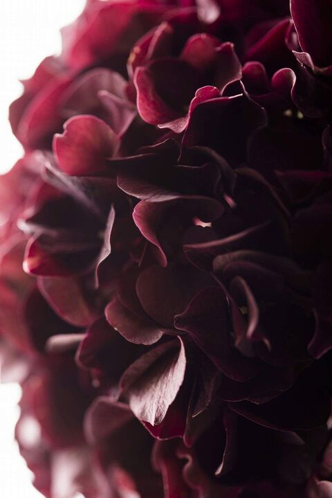 OnlyFans kopafbeelding novababy2k