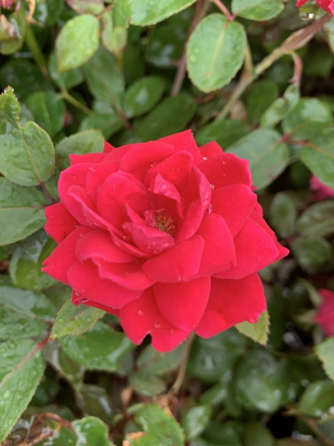 OnlyFans 헤더 사진 oliviarose051