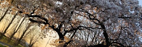 Image d'en-tête OnlyFans paigeelizx