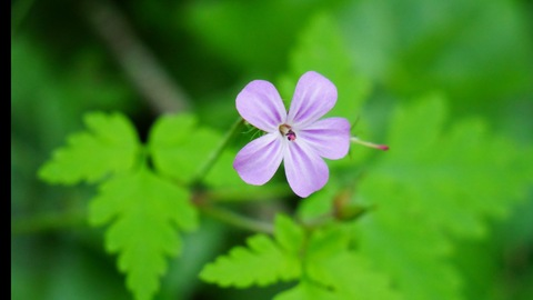 OnlyFans kopafbeelding paigefuckingsteele