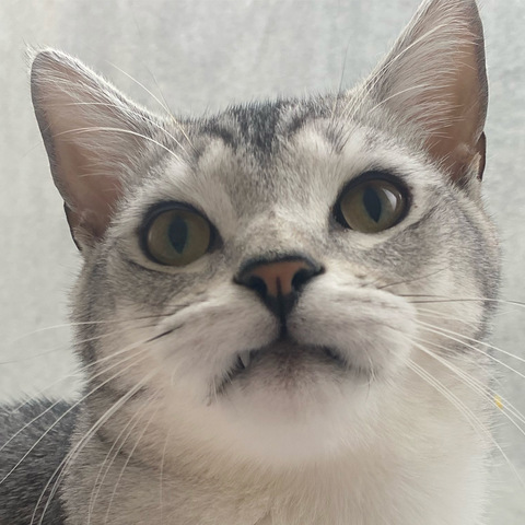 OnlyFans kopafbeelding pariswycherley