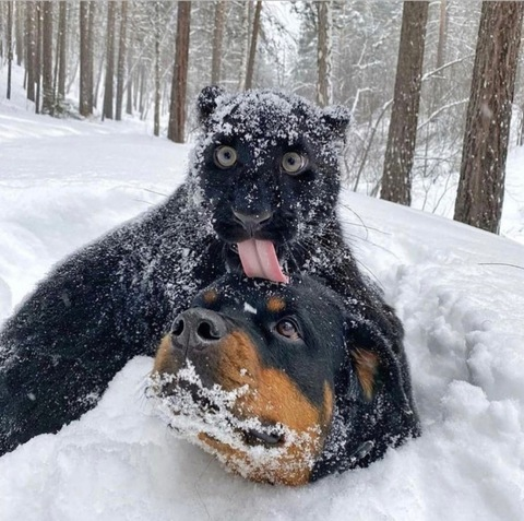 OnlyFansヘッダー写真 peachycatmeow