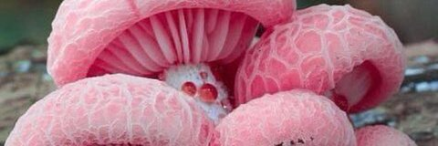 Снимка на заглавие на OnlyFans peachyriya