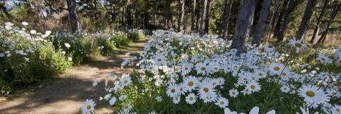 OnlyFans हेडर तस्वीर pearl