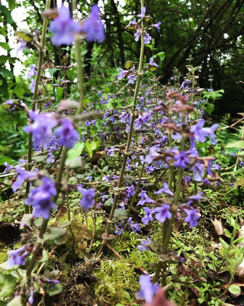 Снимка на заглавие на OnlyFans plantfa1ry