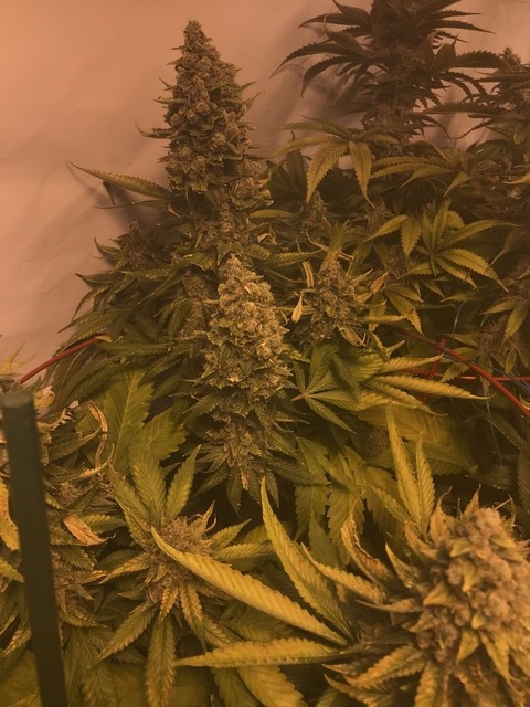 Изображение шапки OnlyFans playgirlchels