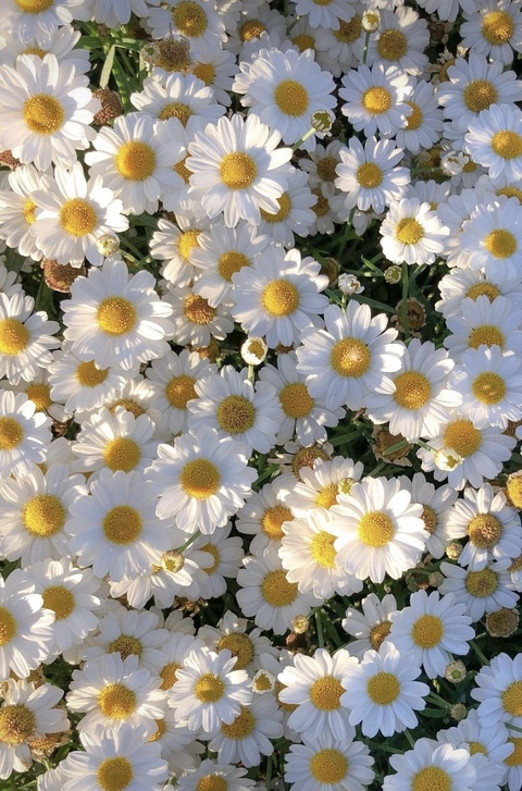 OnlyFans üst resmi poohny