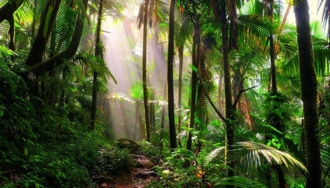 صورة رأس OnlyFans raarii