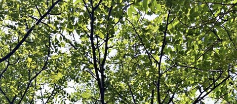 OnlyFans üst resmi rafasantana