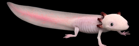 Image d'en-tête OnlyFans raiiny_