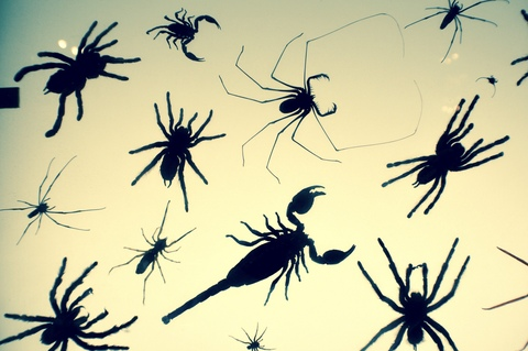 OnlyFans Titelbild rebelrider91