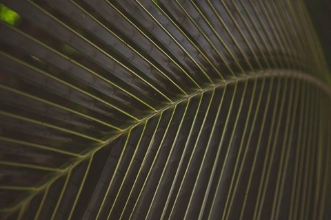 صورة رأس OnlyFans redsmoothie