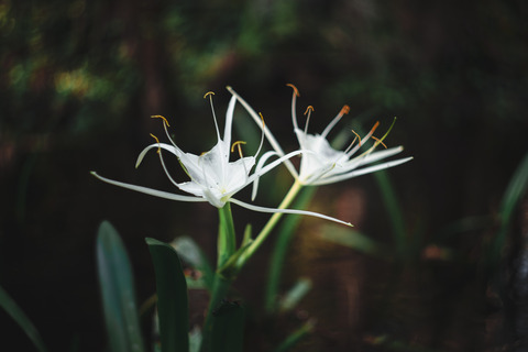 صورة رأس OnlyFans ressosi