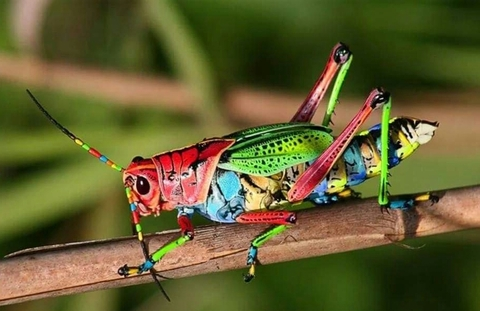 OnlyFans Titelbild robbtrejo