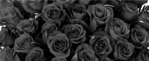 Изображение шапки OnlyFans roseredx1