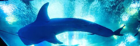 Снимка на заглавие на OnlyFans ryukasuke7