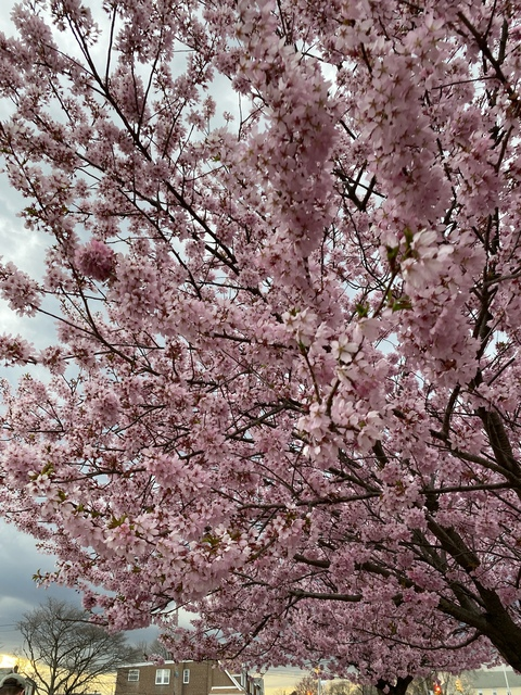 Imagen de encabezado de OnlyFans de sailordarling