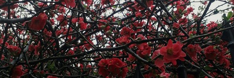 Снимка на заглавие на OnlyFans shelyair_girl