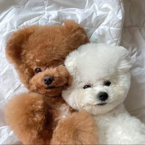 OnlyFans हेडर तस्वीर silkangelofree