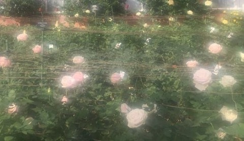 OnlyFans üst resmi softcoregf