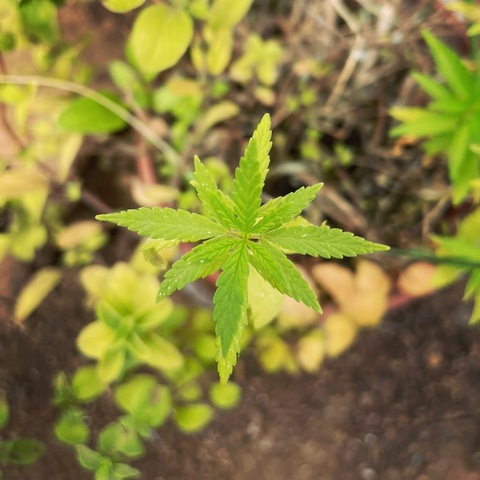 OnlyFans Titelbild soymaiiritacarvajal