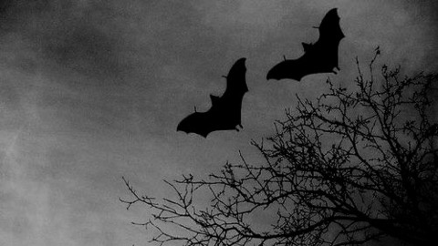 Gambar header OnlyFans spookykune