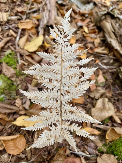 OnlyFans हेडर तस्वीर starlingtears