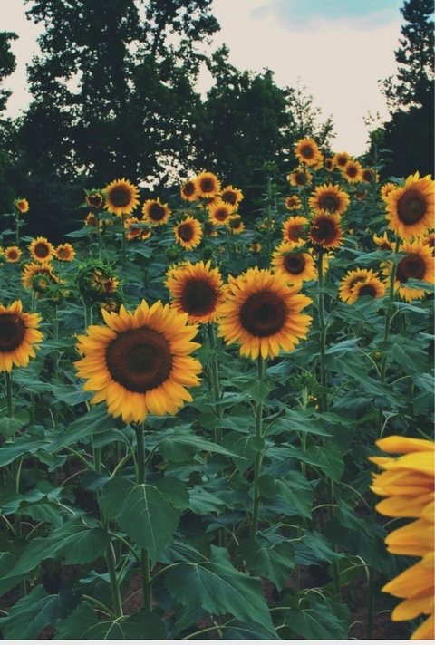 Obraz nagłówka OnlyFans stellaella8