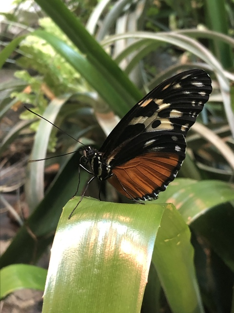 Снимка на заглавие на OnlyFans strawberrymilk