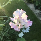 AlleenFans profielfoto sweetpeafairy