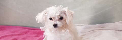 Imagem de cabeçalho do OnlyFans sweetprovocativ