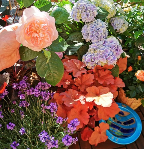 OnlyFans üst resmi sweginger