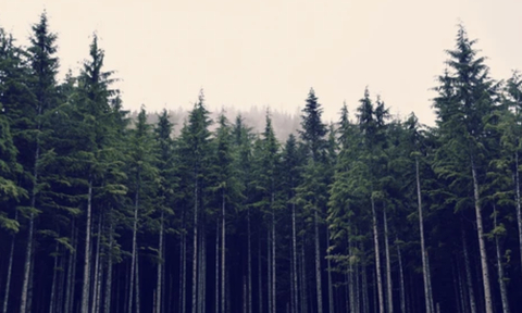 OnlyFans üst resmi sydneysiren