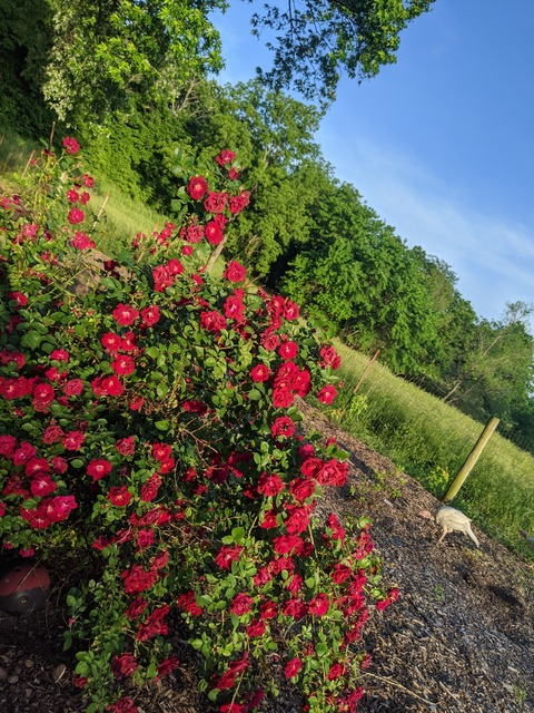 OnlyFansヘッダー写真 the_lexi_smith