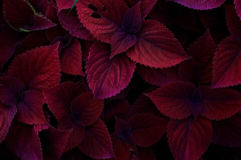 OnlyFans kopafbeelding thesecretlifeofel