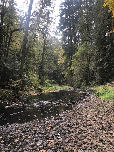 OnlyFans Titelbild tirzahprincess