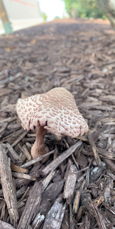 OnlyFans Titelbild u115552755