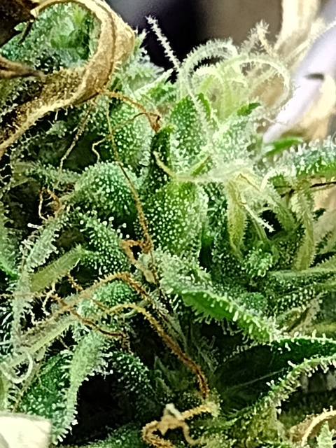 OnlyFans हेडर तस्वीर u119001305_babydall_moni