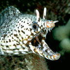 Zdjęcie profilowe OnlyFans vacuum_the_floor