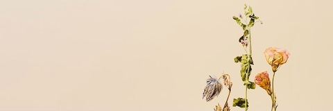 صورة رأس OnlyFans whatvioletdid