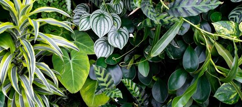 OnlyFans Titelbild whoreticulture