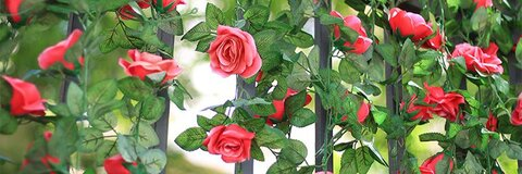 OnlyFans हेडर तस्वीर x__rose__x