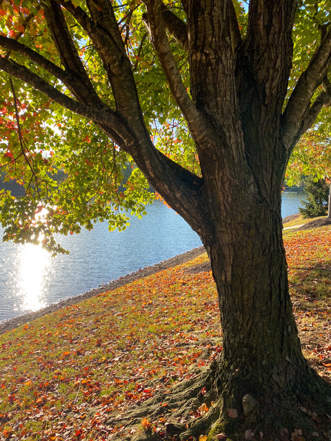 OnlyFans kopafbeelding xogabby