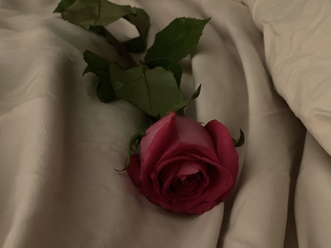 OnlyFans 헤더 사진 xxxbellarose