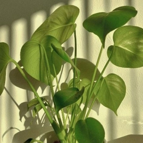 Снимка на заглавие на OnlyFans yagirlnatalliee